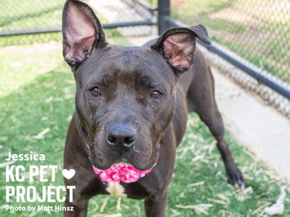 Enlarge Jessica, a Adoptable mixed breed in Kansas City, MO image 2/3