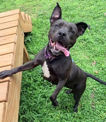 Jessica, a Adoptable mixed breed in Kansas City, MO image 2/3