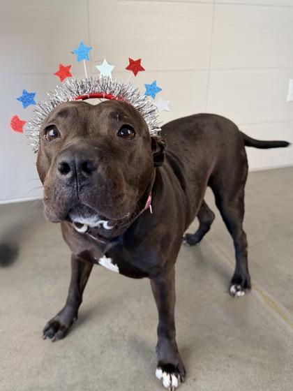 Jessica, a Adoptable mixed breed in Kansas City, MO image 2/3