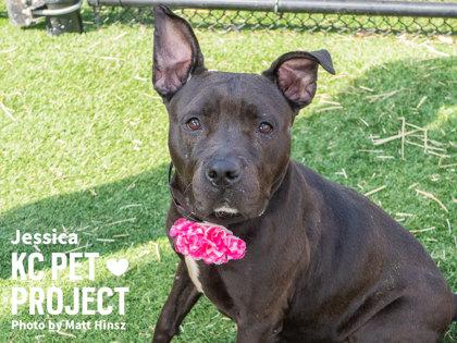 Enlarge Jessica, a Adoptable mixed breed in Kansas City, MO image 3/3