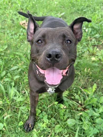 Jessica, a Adoptable mixed breed in Kansas City, MO image 3/3