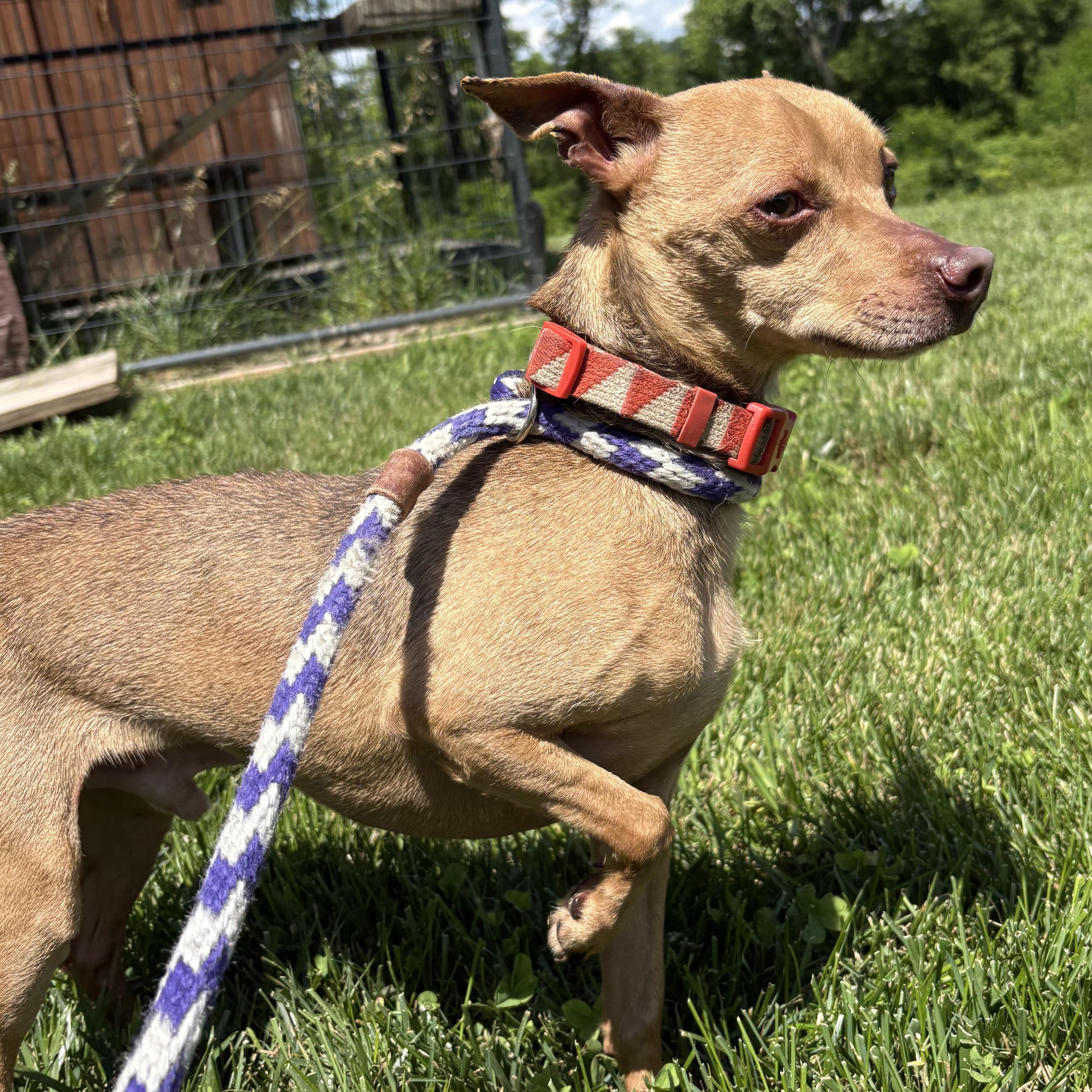 Captain John, a Adoptable mixed breed in Amsterdam, NY image 2/2