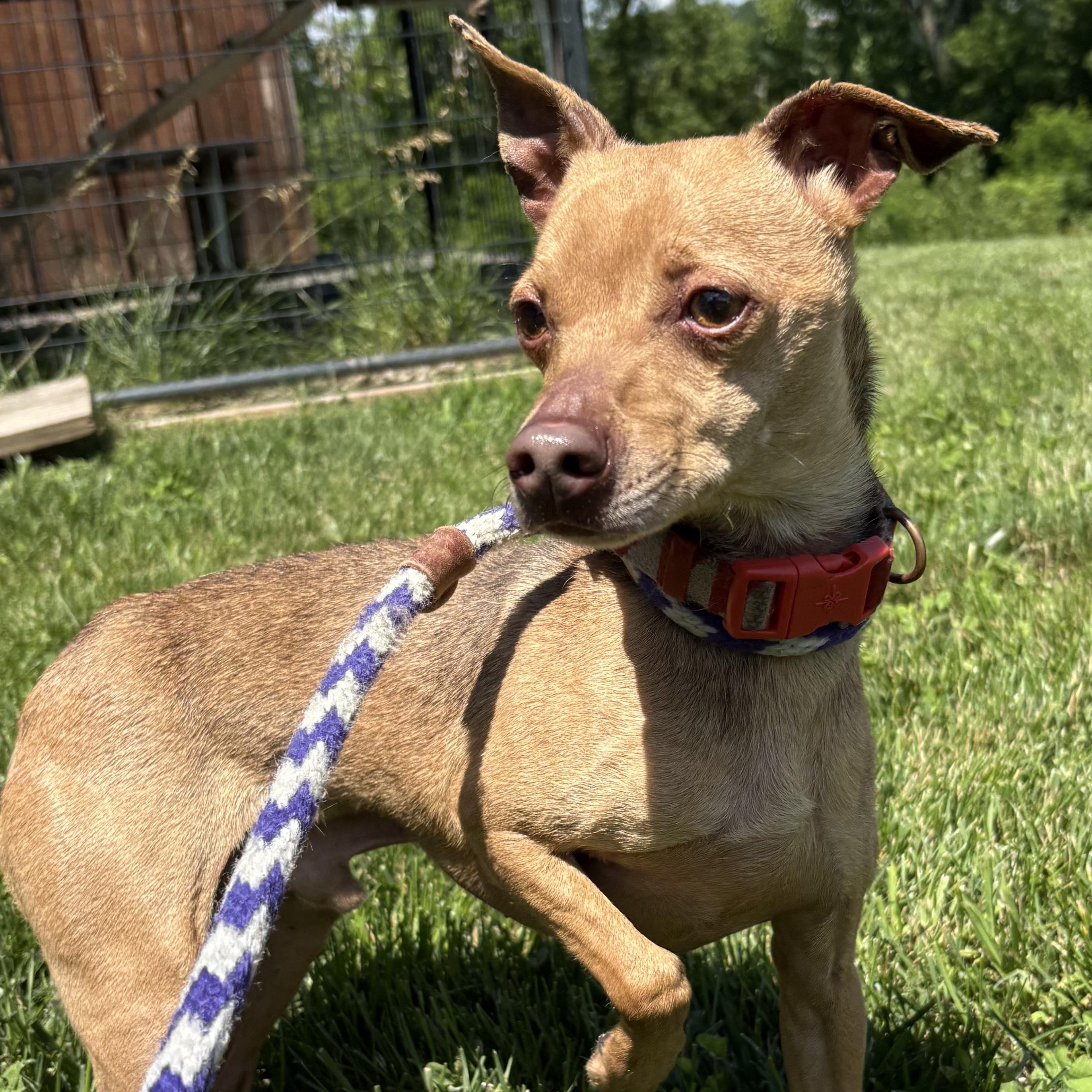 Captain John, Adoptable, Adult Male Chihuahua.