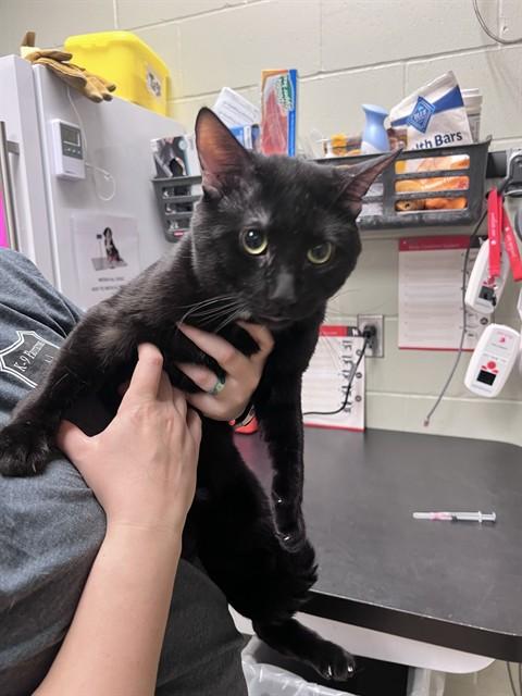 Enlarge CLOVER, a Adoptable Domestic Short Hair in Minneapolis, MN image 1/1