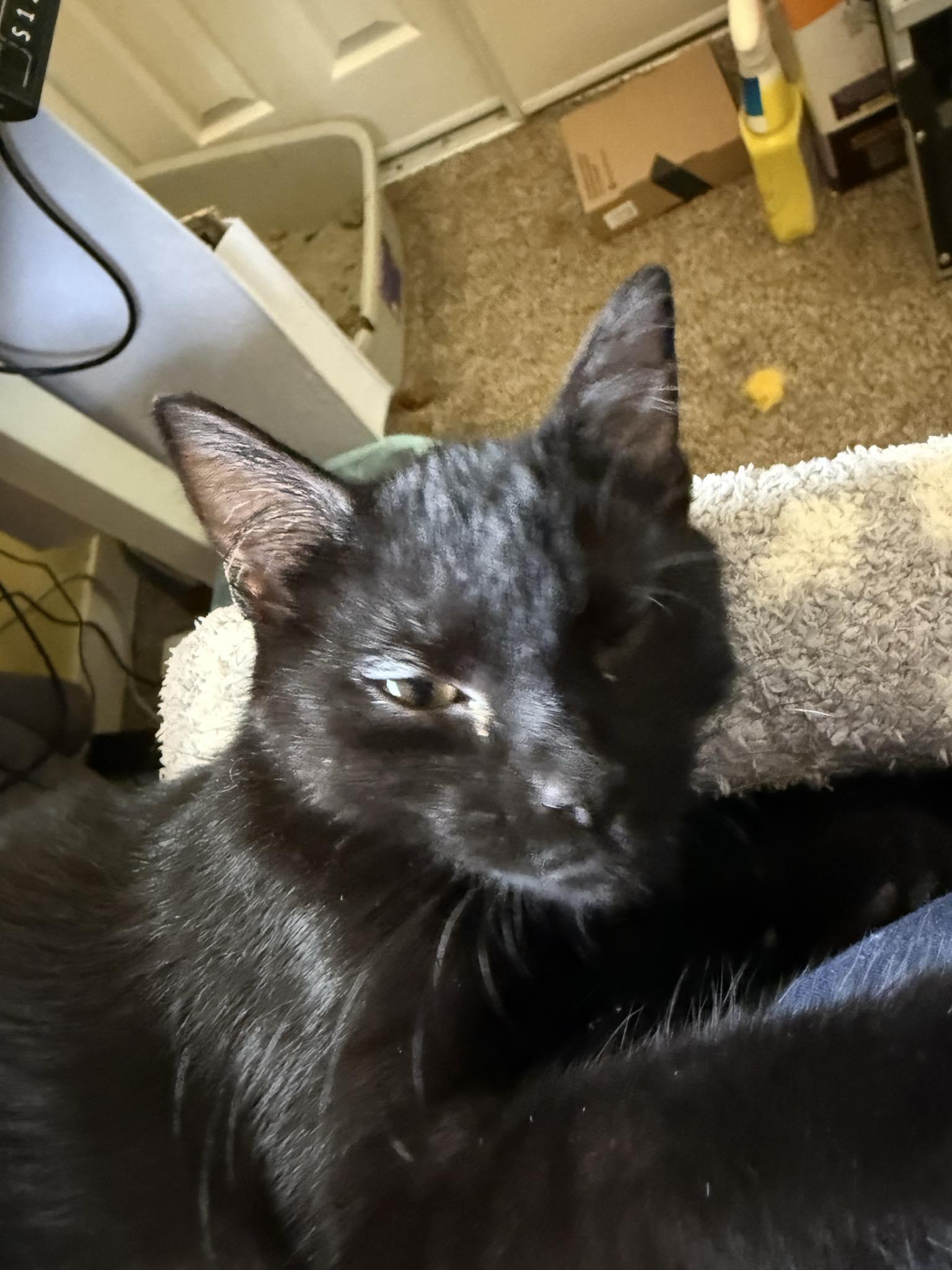 Kelvin, a Adoptable Domestic Short Hair in Indianapolis, IN image 3/4