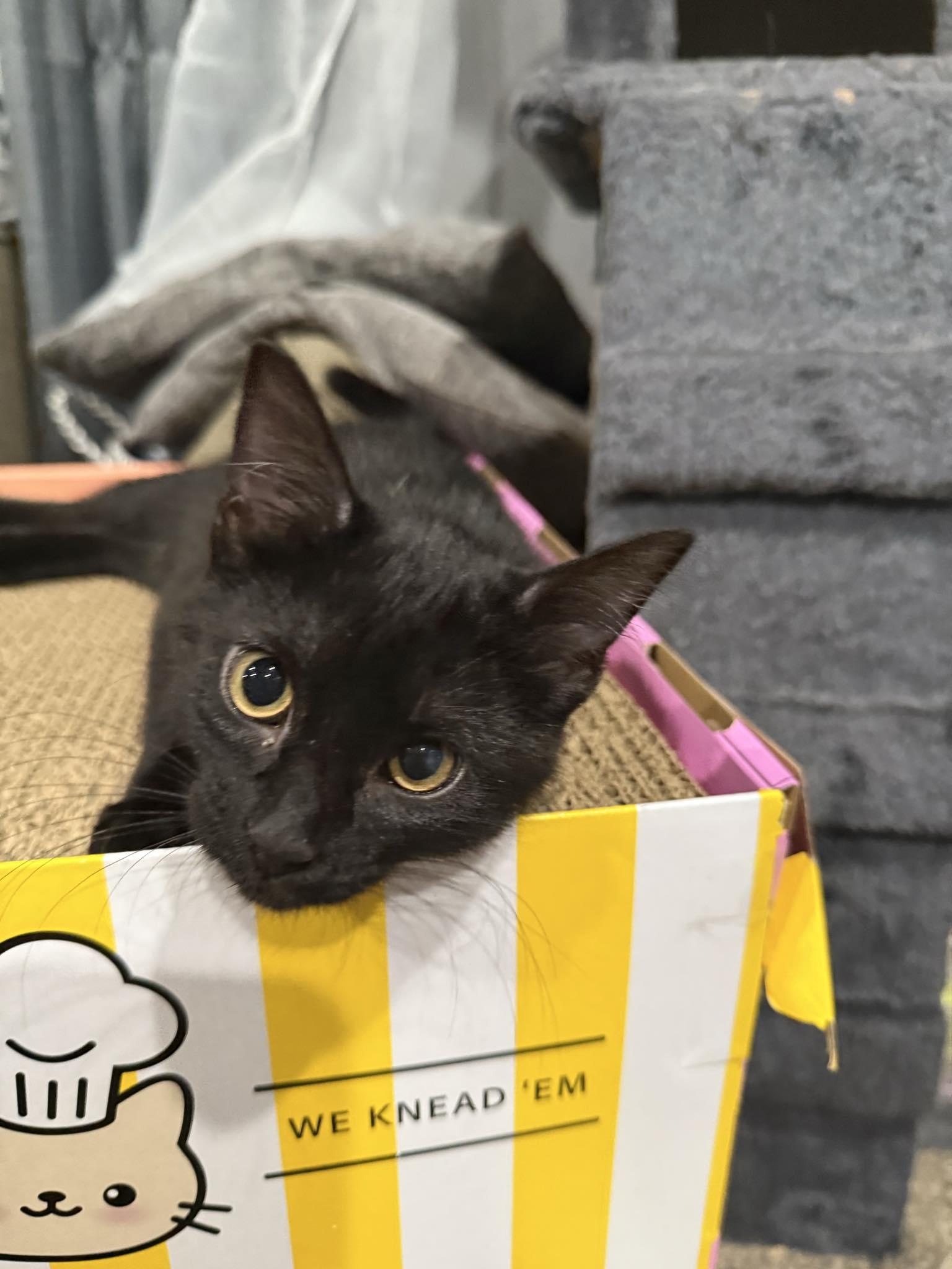 Kelvin, a Adoptable Domestic Short Hair in Indianapolis, IN image 1/4