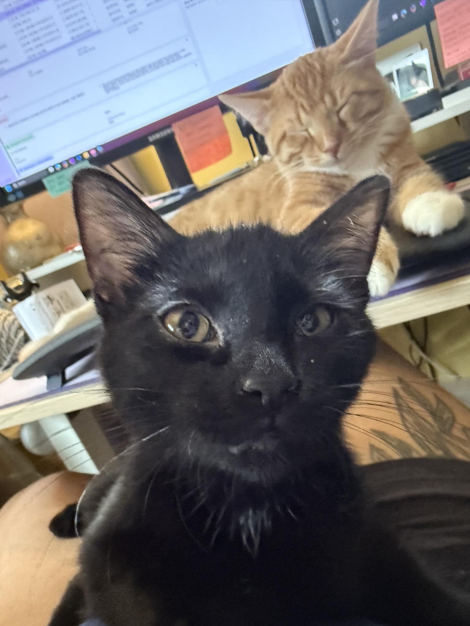 Kelvin, a Adoptable Domestic Short Hair in Indianapolis, IN image 4/4