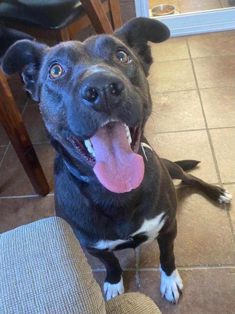 Enlarge Rachel (Cocoa), a Adoptable mixed breed in Osgood, IN image 1/6