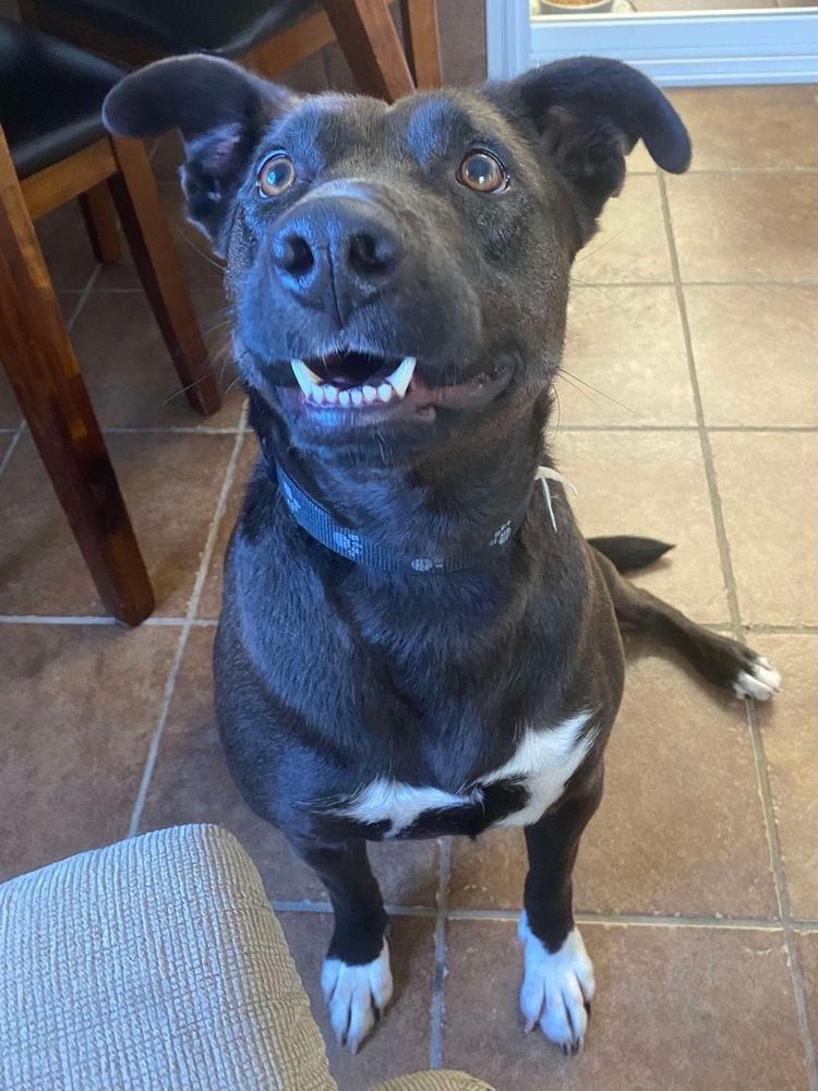 Enlarge Rachel (Cocoa), a Adoptable mixed breed in Osgood, IN image 2/6