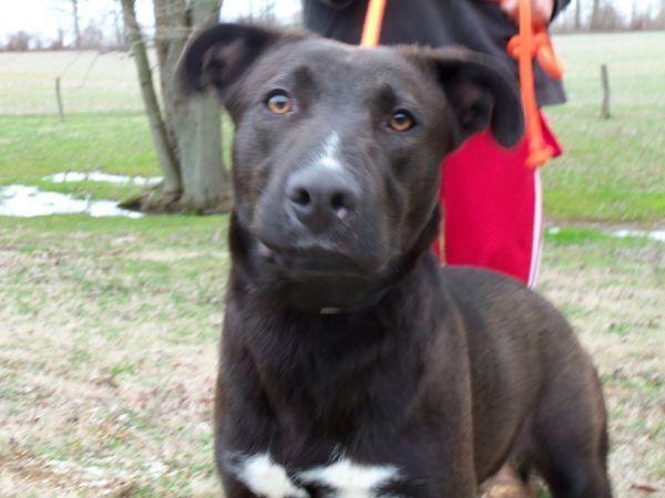 Enlarge Rachel (Cocoa), a Adoptable mixed breed in Osgood, IN image 3/6