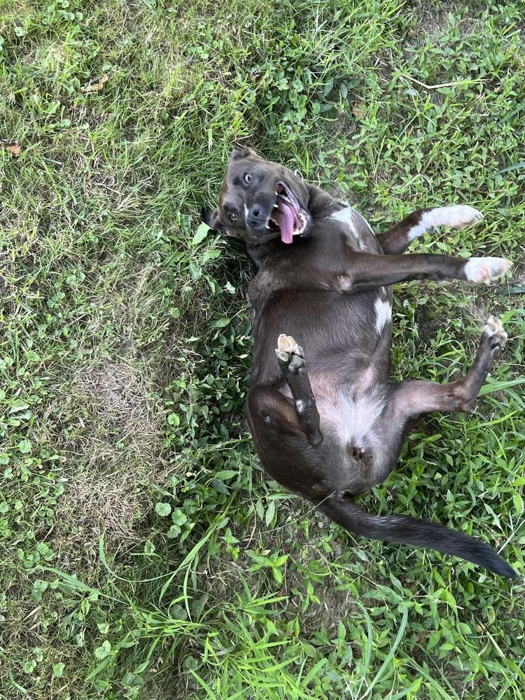 Enlarge Rachel (Cocoa), a Adoptable mixed breed in Osgood, IN image 4/6