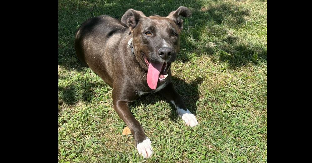 Enlarge Rachel (Cocoa), a Adoptable mixed breed in Osgood, IN image 5/6