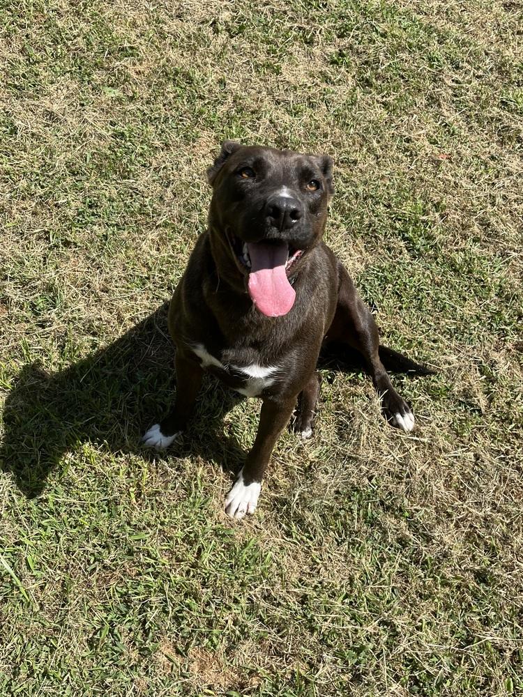 Enlarge Rachel (Cocoa), a Adoptable mixed breed in Osgood, IN image 6/6