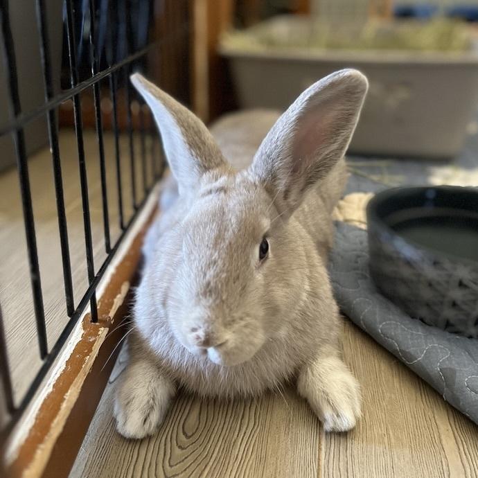 Enlarge George, a Adoptable Beveren in Naples, FL image 1/4