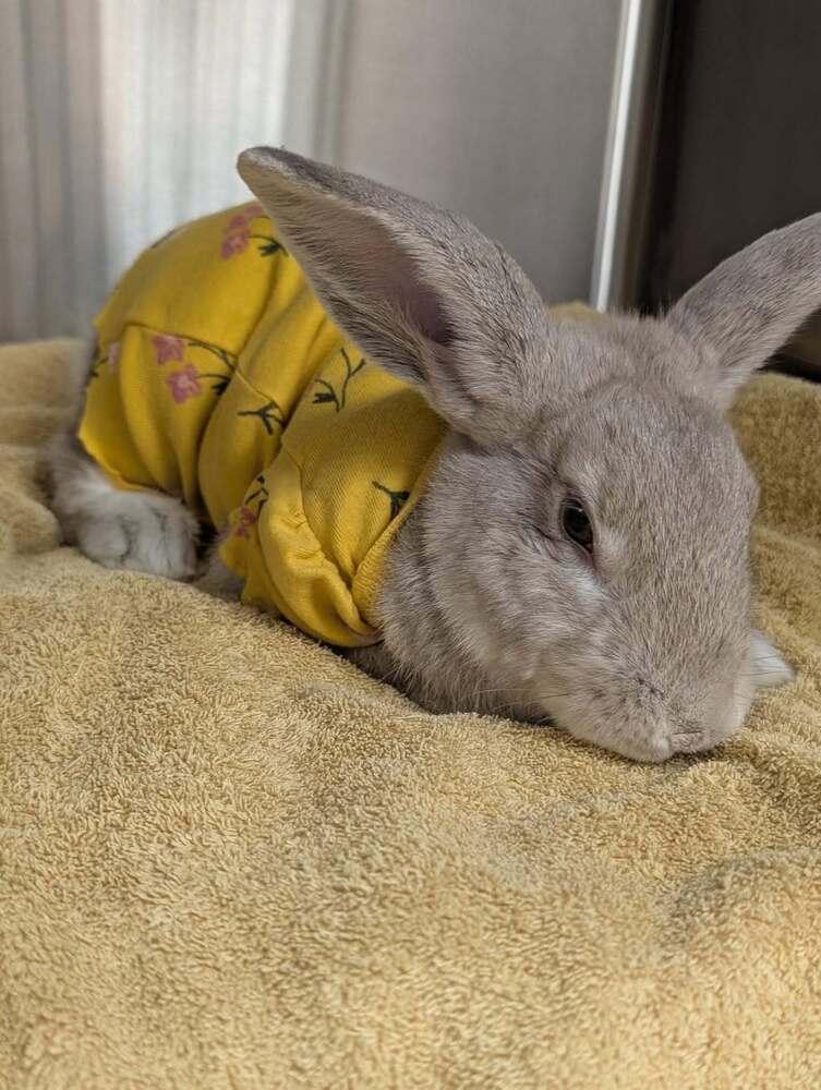 Enlarge George, a Adoptable Beveren in Naples, FL image 2/4