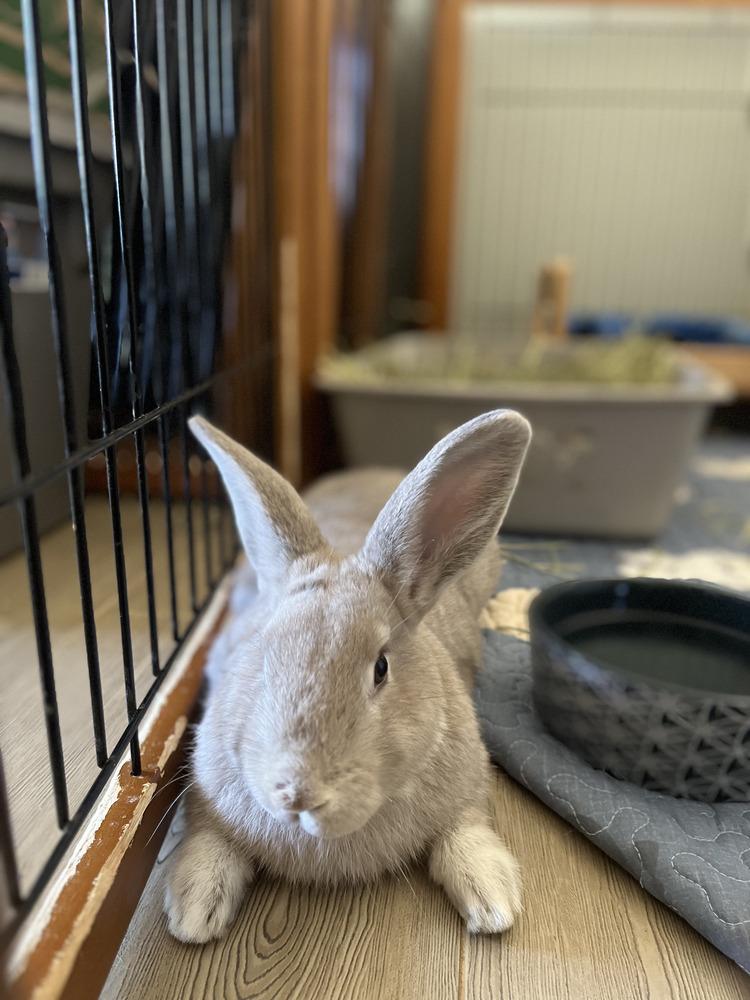 Enlarge George, a Adoptable Beveren in Naples, FL image 3/4