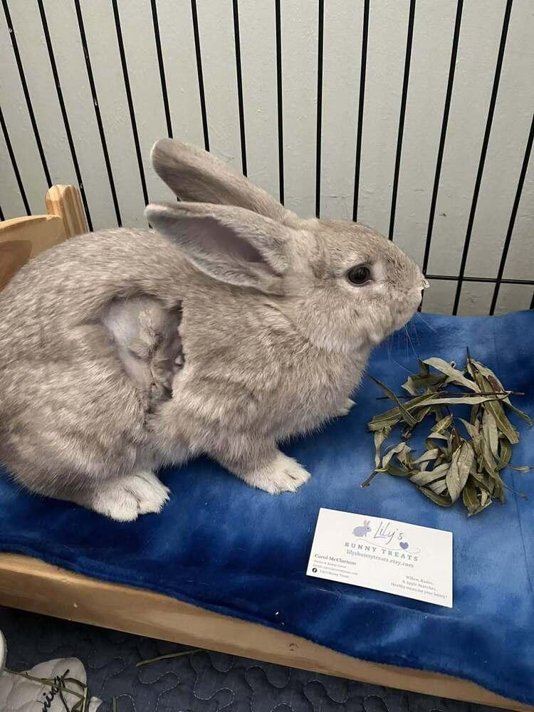 Enlarge George, a Adoptable Beveren in Naples, FL image 4/4