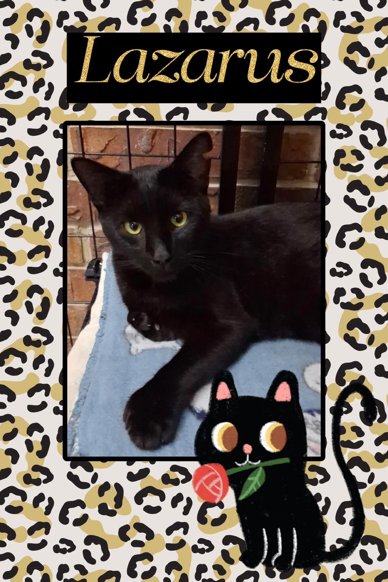 Lazarus, ADOPTABLE, Adult Male Domestic Short Hair.