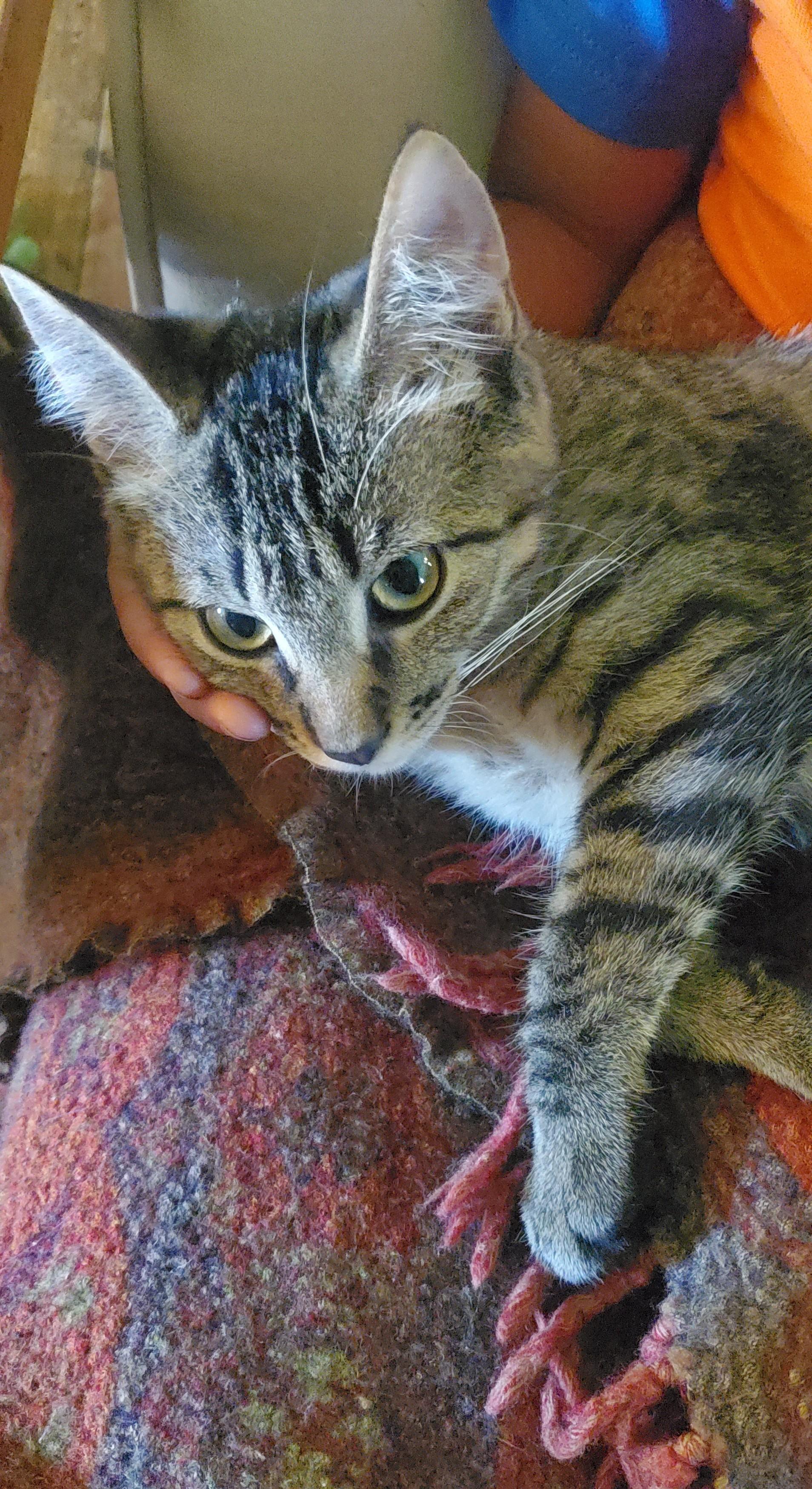 Enlarge Panzon, a Adoptable Domestic Short Hair in Stockholm, WI image 6/6
