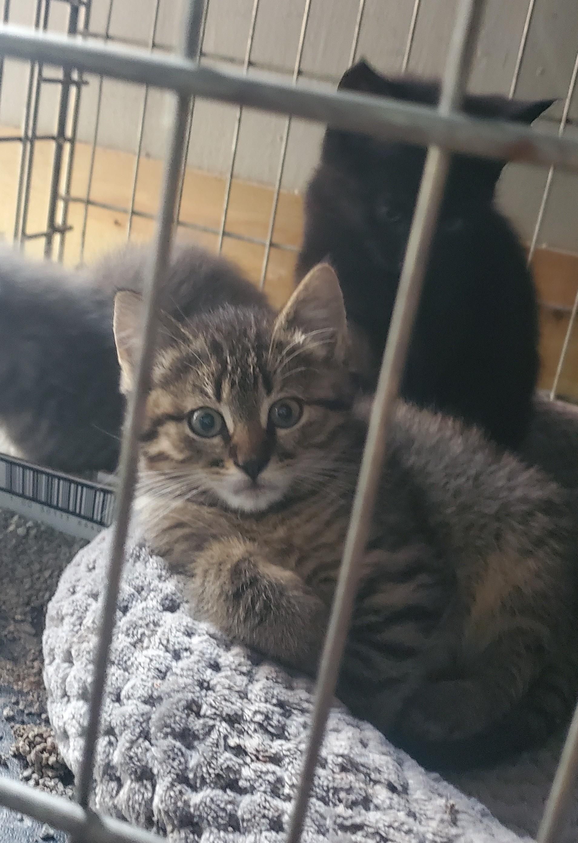 Enlarge Panzon, a Adoptable Domestic Short Hair in Stockholm, WI image 4/6