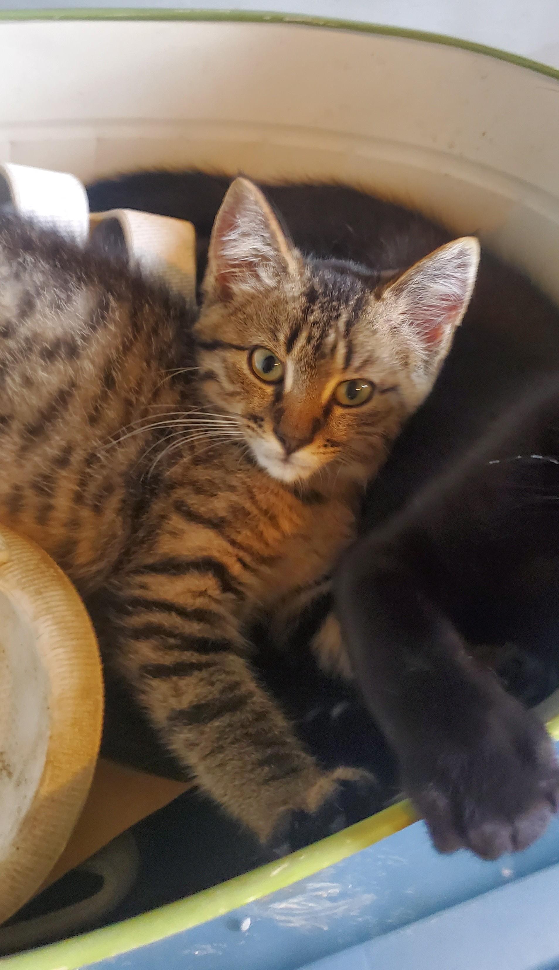 Enlarge Panzon, a Adoptable Domestic Short Hair in Stockholm, WI image 3/6
