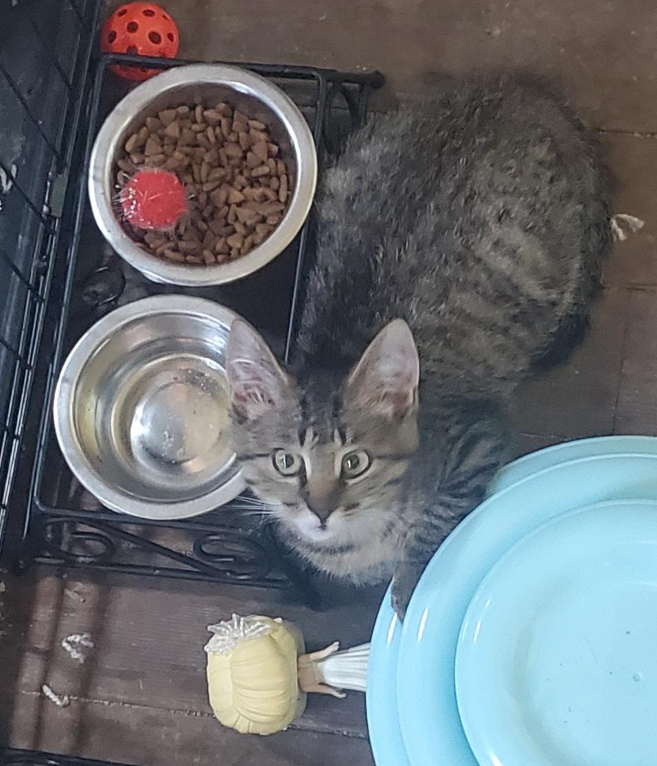 Enlarge Panzon, a Adoptable Domestic Short Hair in Stockholm, WI image 5/6
