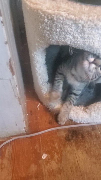 Enlarge Panzon, a Adoptable Domestic Short Hair in Stockholm, WI video 2/6