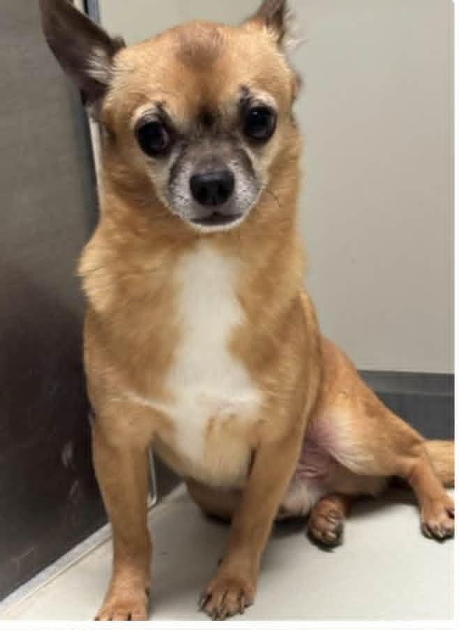 Little Man, ADOPTABLE, Adult Male Chihuahua.