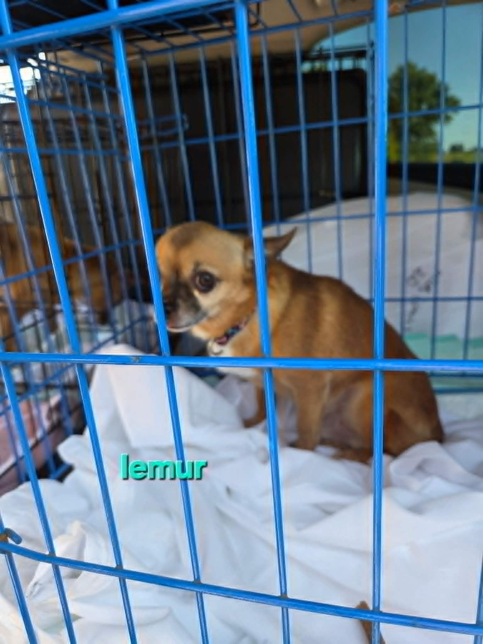Enlarge Little Man, a ADOPTABLE Chihuahua in Dubuque, IA image 5/5