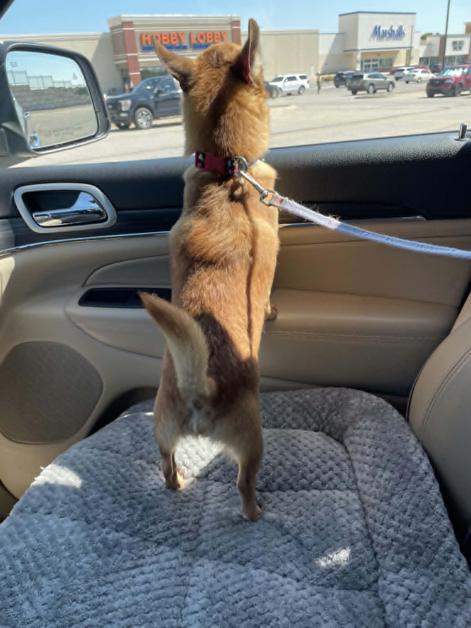 Enlarge Little Man, a ADOPTABLE Chihuahua in Dubuque, IA image 2/5