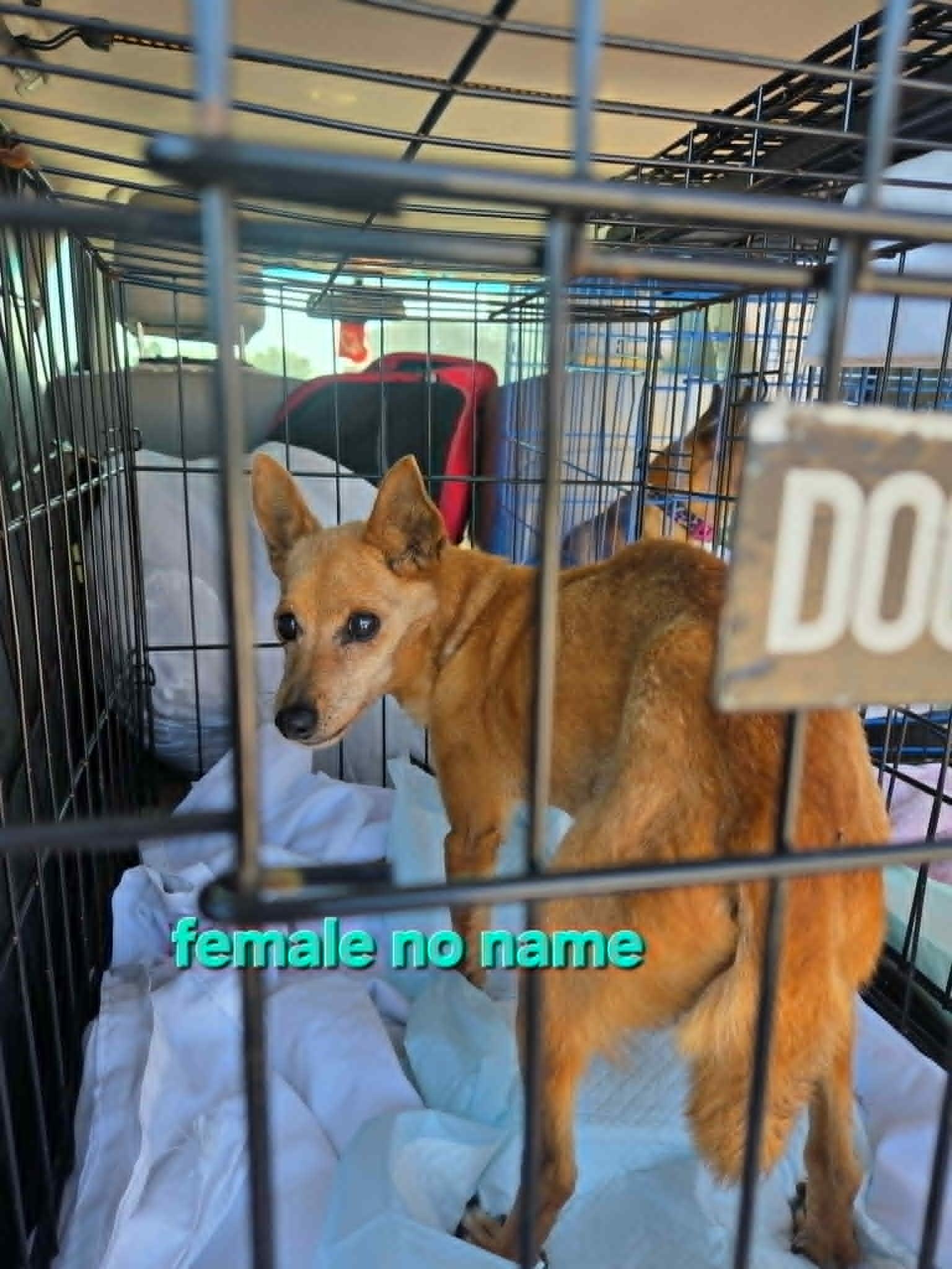 Enlarge Little Man, a ADOPTABLE Chihuahua in Dubuque, IA image 4/5