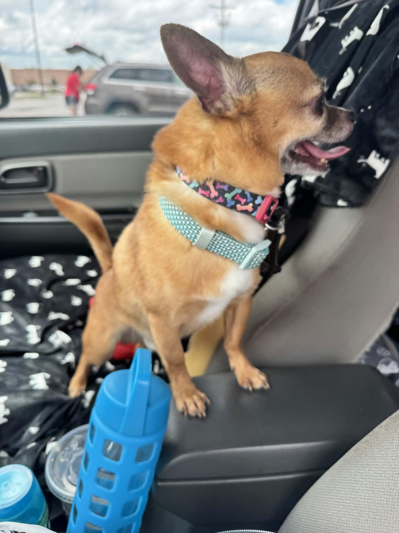 Enlarge Little Man, a ADOPTABLE Chihuahua in Dubuque, IA image 3/5