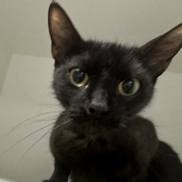 Enlarge Raven, a Adoptable mixed breed in Walnut Creek, CA image 2/2