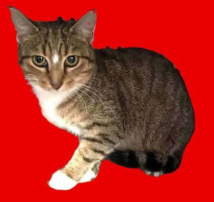 Enlarge Betty Lou, a Adoptable Domestic Short Hair in Sullivan, IN image 1/3