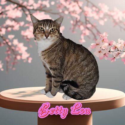 Enlarge Betty Lou, a Adoptable Domestic Short Hair in Sullivan, IN image 2/3
