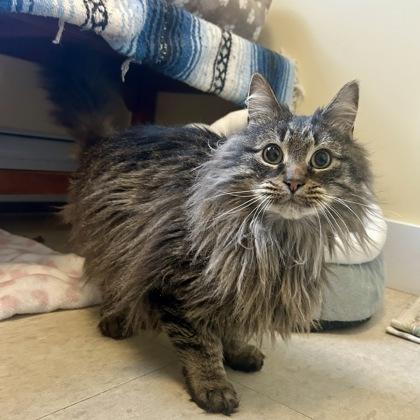 Alpine, Adoptable, Adult Male Domestic Long Hair & Domestic Short Hair.