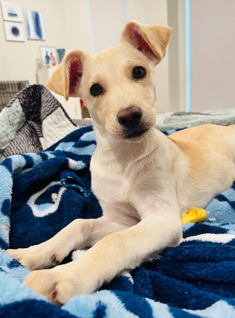 Clover, Adopted, Puppy Female Labrador Retriever.