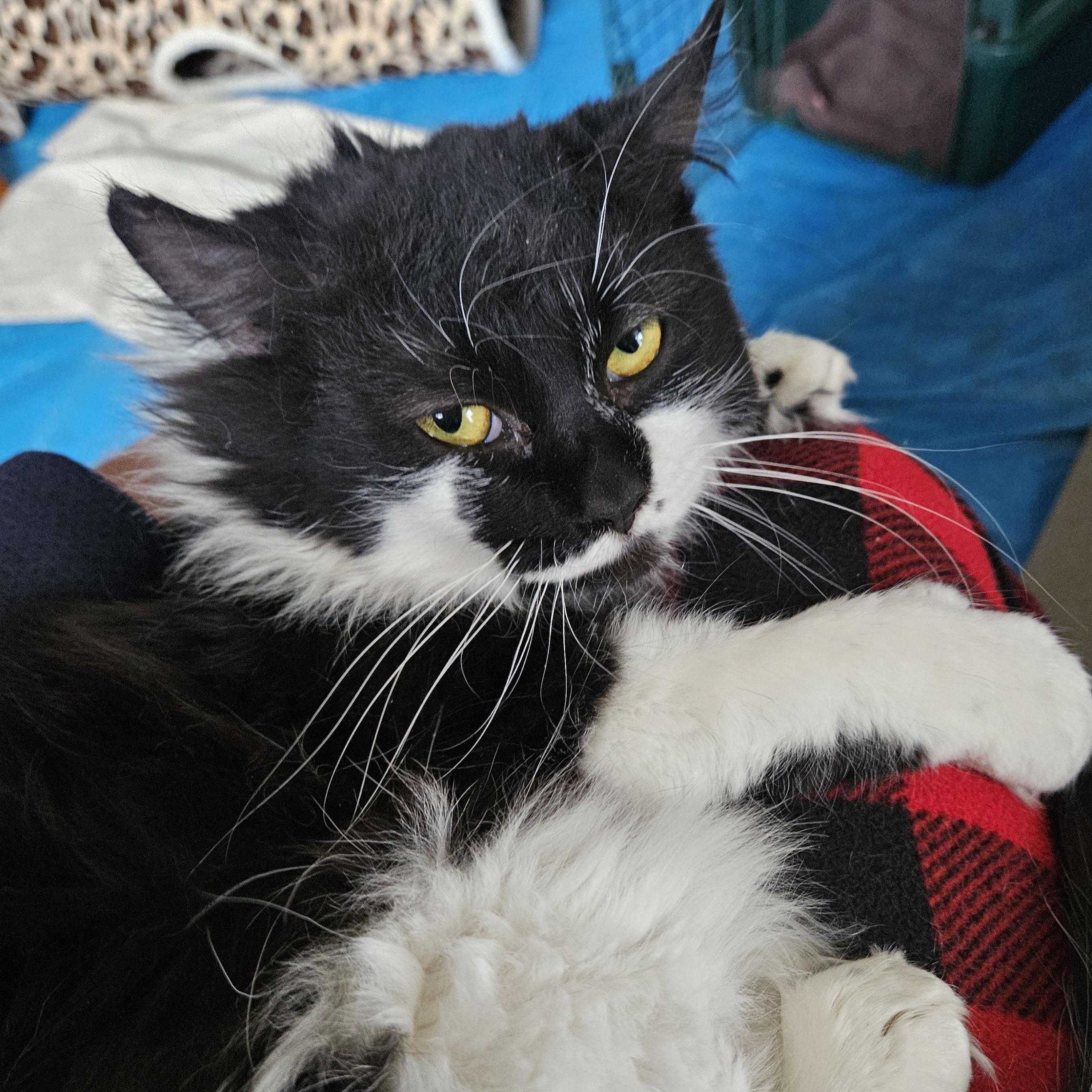 Enlarge Beans - Meet me at Benny's Pet Depot, an adopted mixed breed in Harrisburg, PA image 3/6