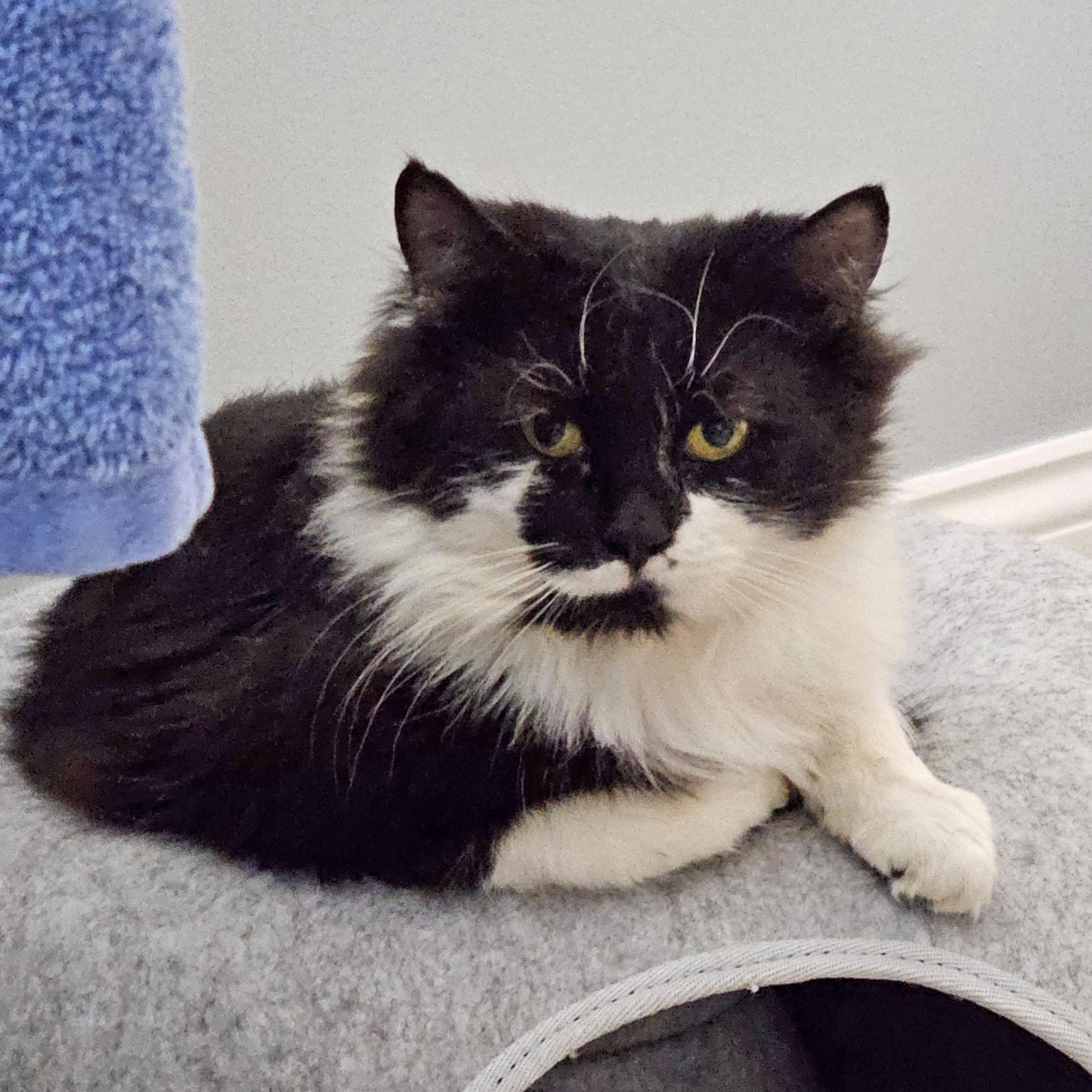 Enlarge Beans - Meet me at Benny's Pet Depot, an adopted mixed breed in Harrisburg, PA image 4/6