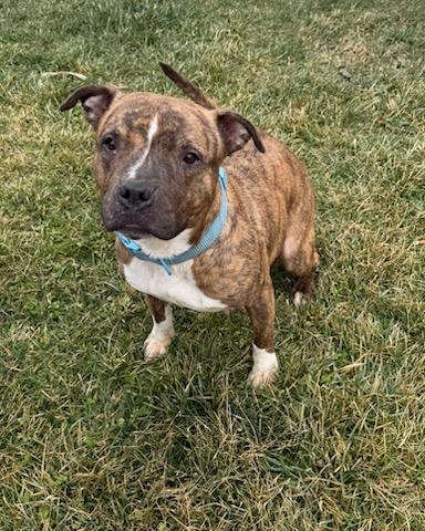 Enlarge Nova, a ADOPTABLE mixed breed in Tiffin, OH image 4/6