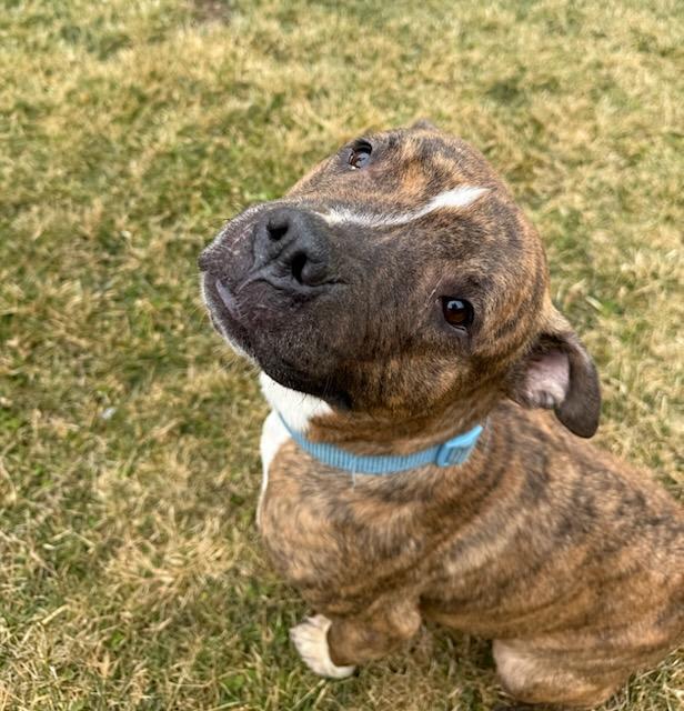 Enlarge Nova, a ADOPTABLE mixed breed in Tiffin, OH image 2/6