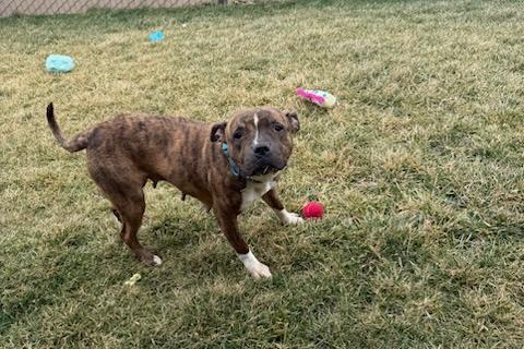 Enlarge Nova, a ADOPTABLE mixed breed in Tiffin, OH image 3/6