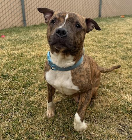 Nova, ADOPTABLE, Adult Female American Staffordshire Terrier.