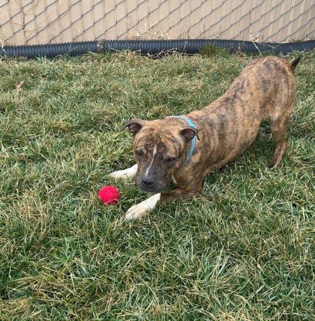 Enlarge Nova, a ADOPTABLE mixed breed in Tiffin, OH image 5/6
