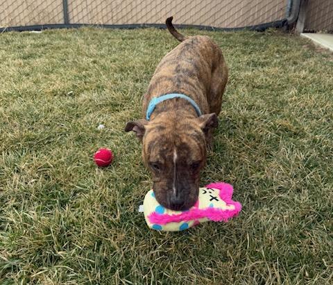 Enlarge Nova, a ADOPTABLE mixed breed in Tiffin, OH image 6/6
