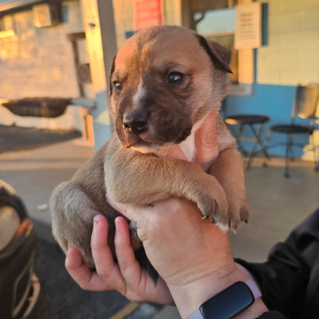 Toffee, a Adoptable mixed breed in Jefferson city, TN image 2/4