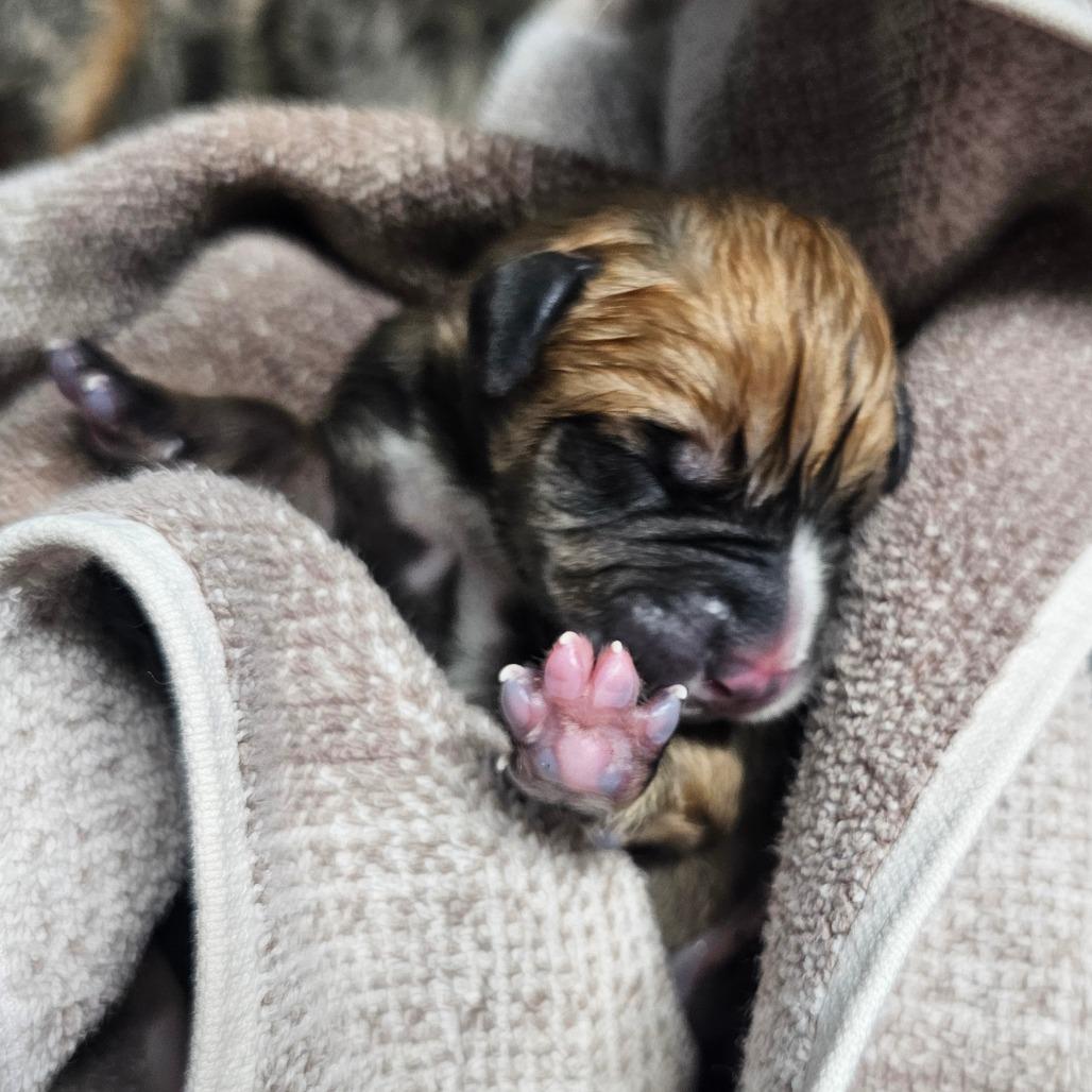Toffee, a Adoptable mixed breed in Jefferson city, TN image 3/4