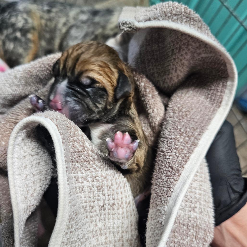 Toffee, a Adoptable mixed breed in Jefferson city, TN image 4/4