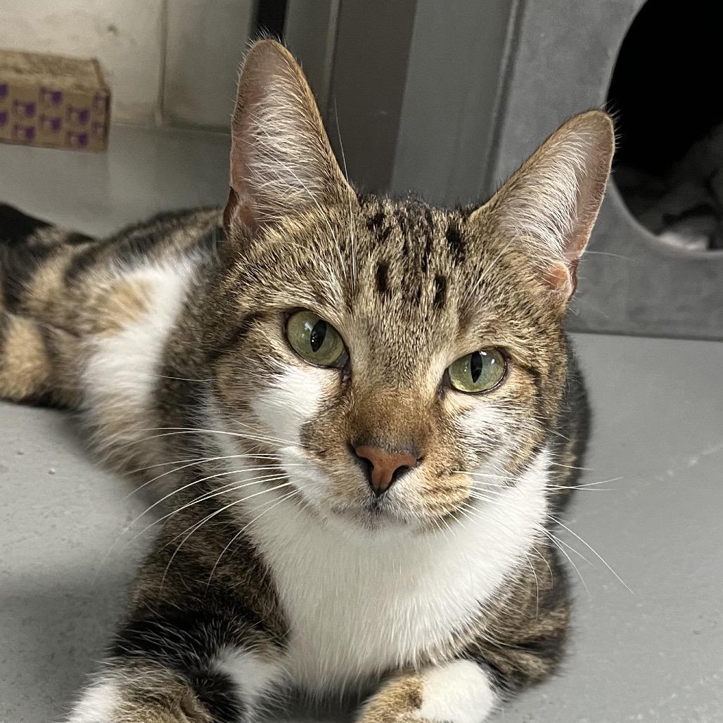 Sora, Adoptable, Adult Male Domestic Short Hair.