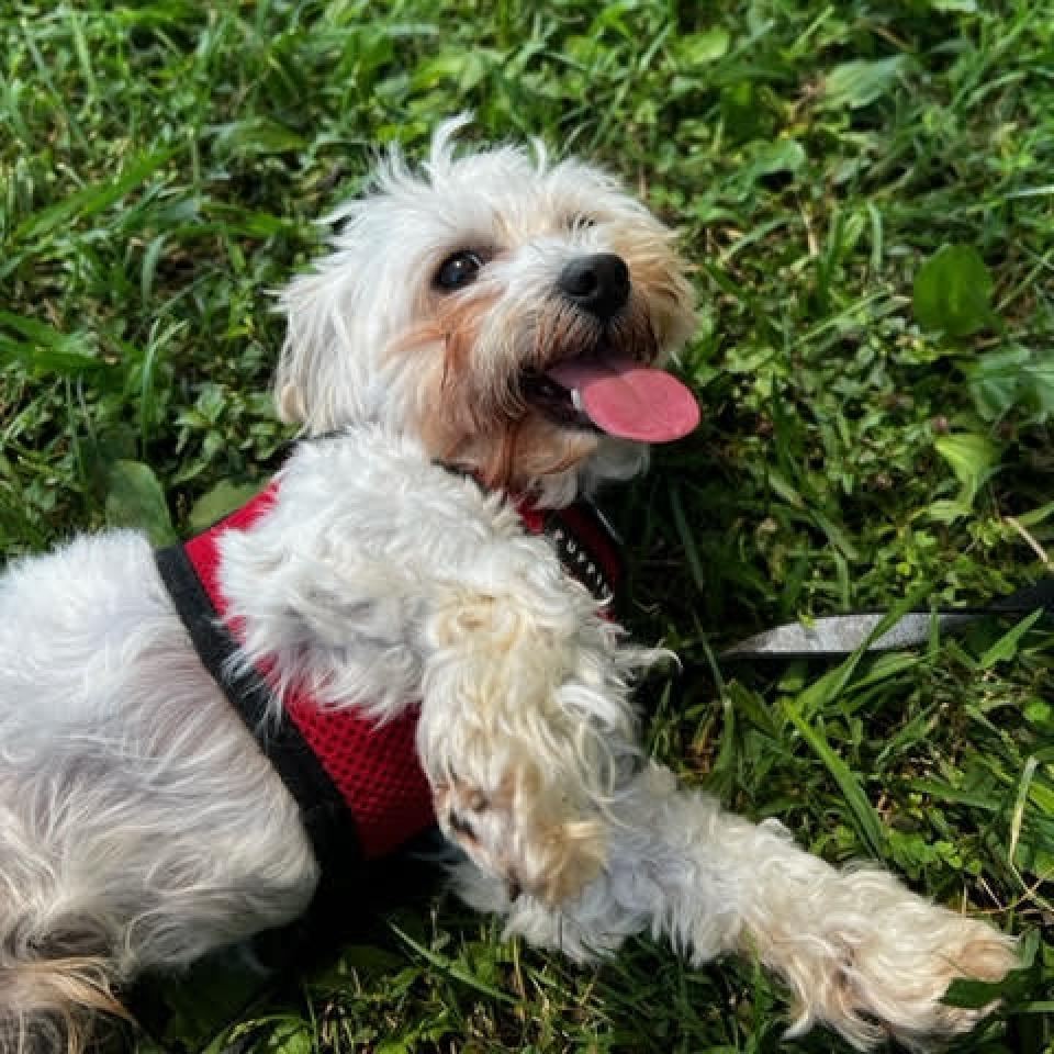 Enlarge Bread, a Adoptable Mixed Breed in Fletcher, NC image 1/6